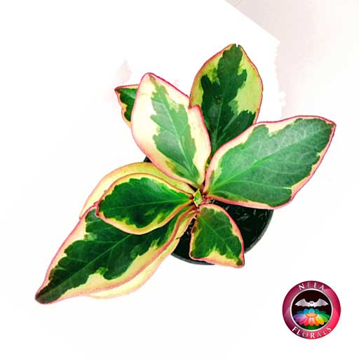 Planta Conga Peperomia clusiifolia 'Jelly' P-10 superior Neea Flora